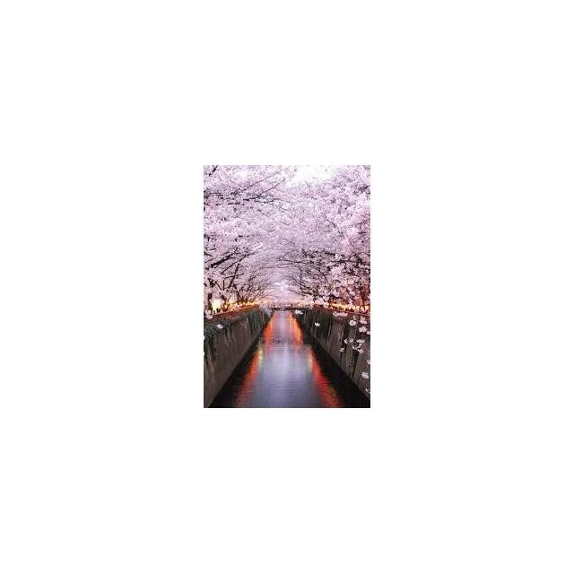 目黒川の春の桜は見事です