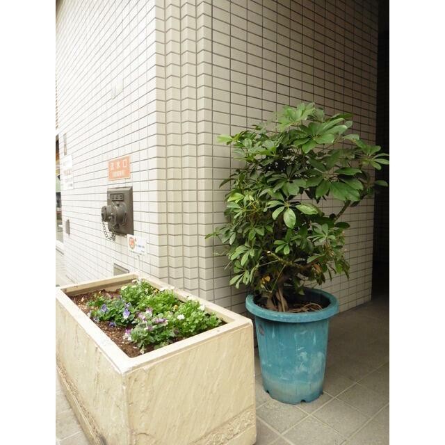 植栽：2015年11月撮影