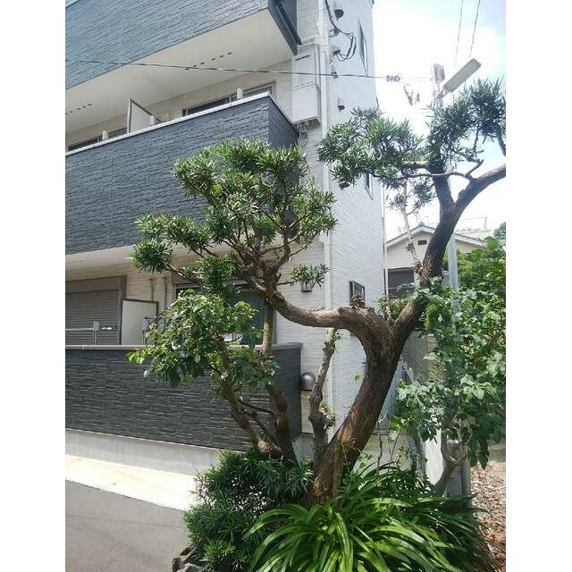 植栽